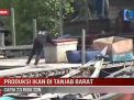 PRODUKSI IKAN DI TANJAB BARAT CAPAI 23 RIBU TON