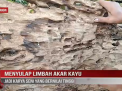 MENYULAP LIMBAH AKAR KAYU JADI KARYA SENI YANG BERNILAI TINGGI
