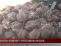 HARGA KOMODITI PERTANIAN ANJLOK,DISBUNNAK MINTA PETANI JANGAN ALIH FUNGSI