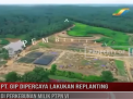 PT GIP DIPERCAYA LAKUKAN REPLANTING DI PERKEBUNAN MILIK PTPN VI