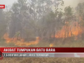 AKIBAT TUMPUKAN BATU BARA, 2,5 HEKTAR LAHAN LUDES TERBAKAR