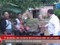 PT DAJAWAK LIMA SAUDARA MENYERAHKAN BIBIT KELAPA SAWIT KEPADA KELOMPOK TANI REZEKI BERSAMA