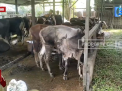 JELANG IDUL ADHA, PERMINTAAN HEWAN KURBAN DI KOTA JAMBI MENINGKAT