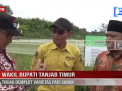 WAKIL BUPATI TANJAB TIMUR TINJAU DEMPLOT VARIETAS PADI SABAK