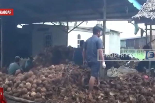 HARGA KELAPA DALAM KIAN ANJLOK, PETANI KELAPA DALAM BERALIH PROFESI JADI BURUH CONGKEL