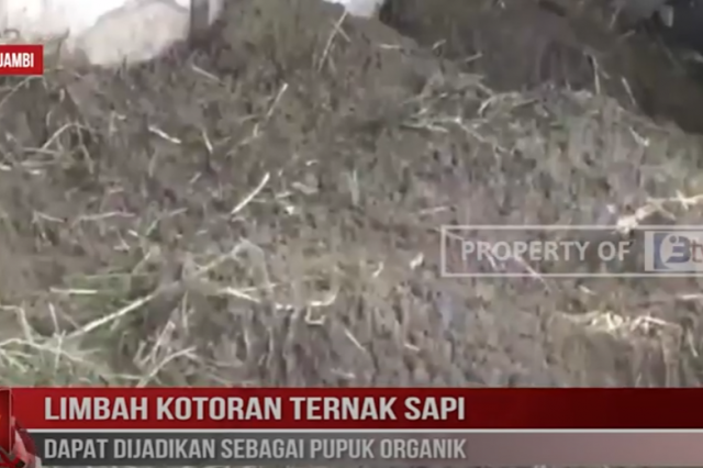 LIMBAH KOTORAN TERNAK SAPI DAPAT DIJADIKAN SEBAGAI PUPUK ORGANIK