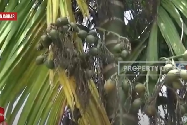 HARGA PINANG MASIH ANJLOK, PETANI PINANG BERHARAP HARGA SEGERA STABIL KARENA BUAT TURUT TRACK