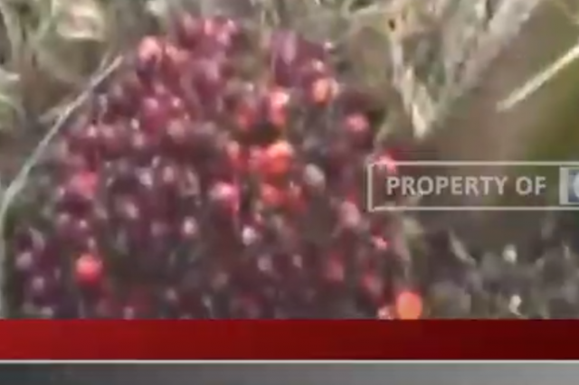 NTP PROVINSI JAMBI PADA NOVEMBER 2022 NAIK 1,21 PERSEN.