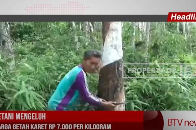 PETANI MENGELUH, HARGA GETAH KARET RP 7 000 PER KILOGRAM