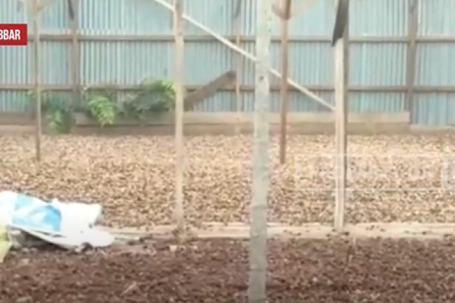 PETANI PINANG MENGELUH HARGA PINANG KIAN MEROSOT