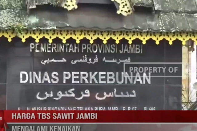 HARGA TBS SAWIT JAMBI MENGALAMI KENAIKAN