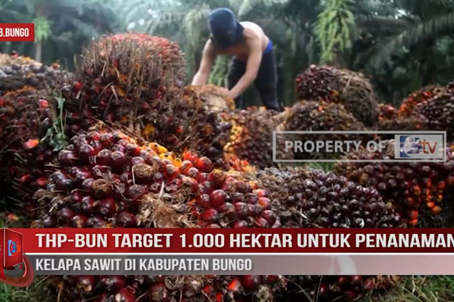 THP BUN TARGET 1 000 HEKTAR UNTUK PENANAMAN KELAPA SAWIT DI KABUPATEN BUNGO