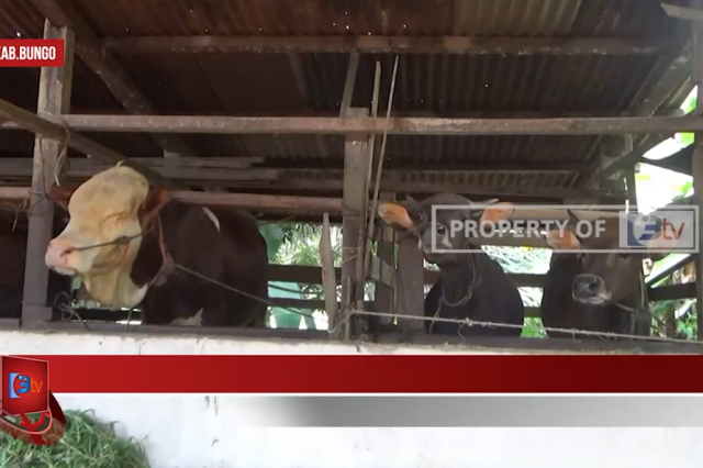 HARGA SAPI DI KABUPATEN BUNGO NAIK