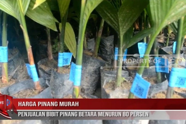 HARGA PINANG MURAH PENJUALAN BIBIT PINANG BETARA MENURUN 80 PERSEN