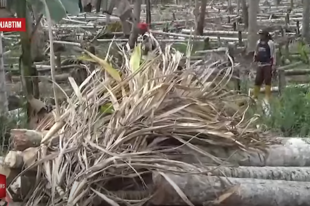 HARGA PINANG YANG TAK KUNJUNG NAIK, PETANI PINANG AMBIL JALAN PINTAS