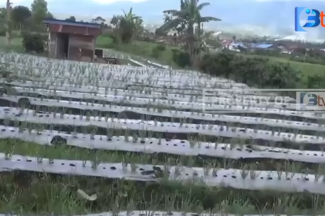 DAMPAK MUSIM PENGHUJAN, TANAMAN PETANI TERANCAM GAGAL PANEN DI KERINCI