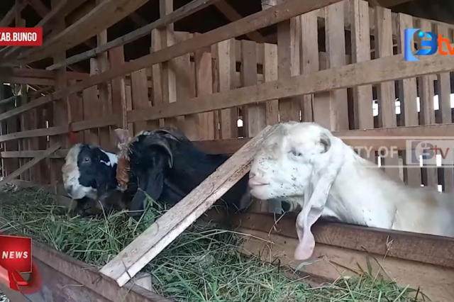 IDUL ADHA TINGGAL SEBENTAR LAGI, PENJUAL HEWAN KURBAN DI BUNGO KELUHKAN SEPI PEMBELI