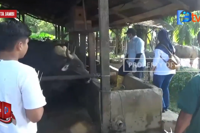 HEWAN KURBAN DI KOTA JAMBI DILAKUKAN PEMERIKSAAN