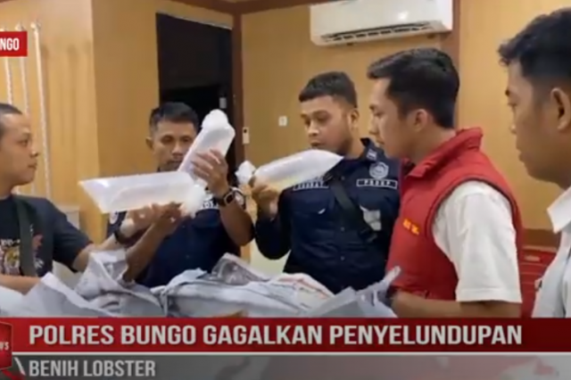 POLRES BUNGO GAGALKAN PENYELUNDUPAN BENIH LOBSTER