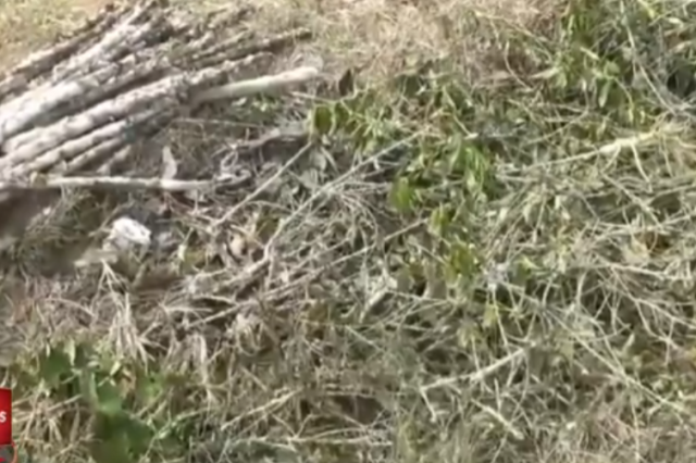 TANAMAN KOPI PETANI DI KERINCI ALAMI KEKERINGAN AKIBAT DAMPAK KEMARAU
