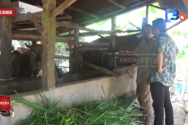 JELANG IDUL ADHA 1446 HIJRIYAH, PENJUALAN SAPI KURBAN DIBUNGO MENINGKAT