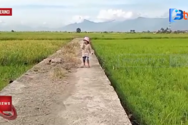 PULUHAN HEKTAR SAWAH DI KERINCI MENGALAMI KEKERINGAN