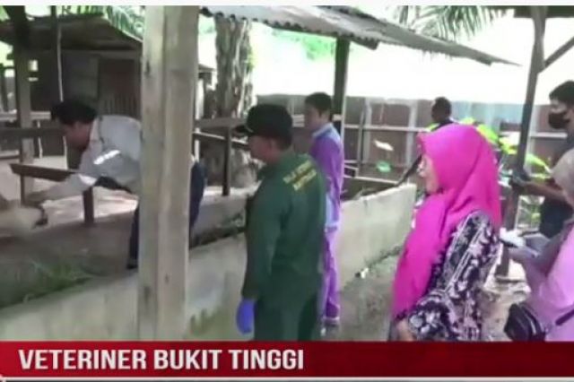VETERINER BUKIT TINGGI UJI SAMPEL PENYAKIT HEWAN DI KOTA JAMBI